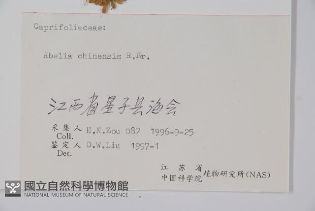 臺灣糯米條藏品圖，第2張