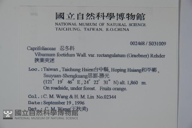 狹葉莢迷藏品圖，第2張