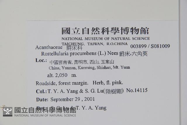 爵床、六角英藏品圖，第2張