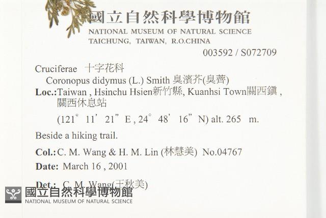 臭濱芥、臭薺藏品圖，第2張