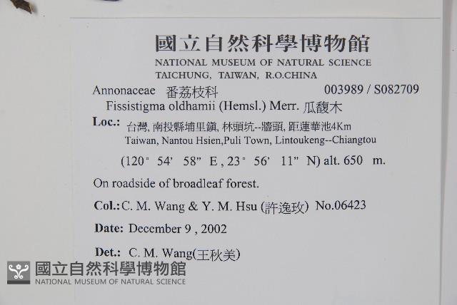 瓜馥木藏品圖，第2張