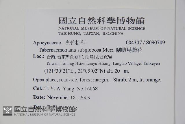 蘭嶼馬蹄花藏品圖，第2張