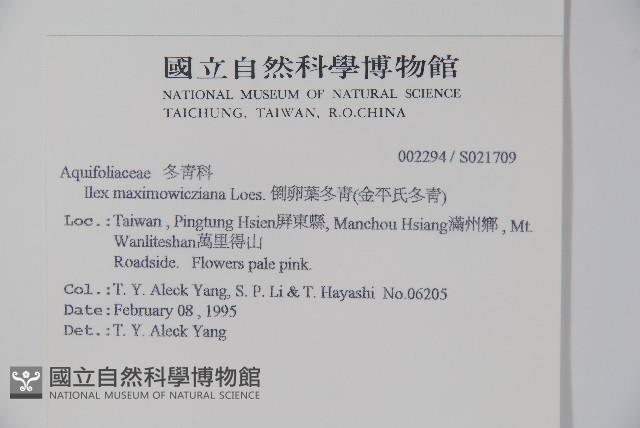 倒卵葉冬青、金平氏冬青藏品圖，第2張