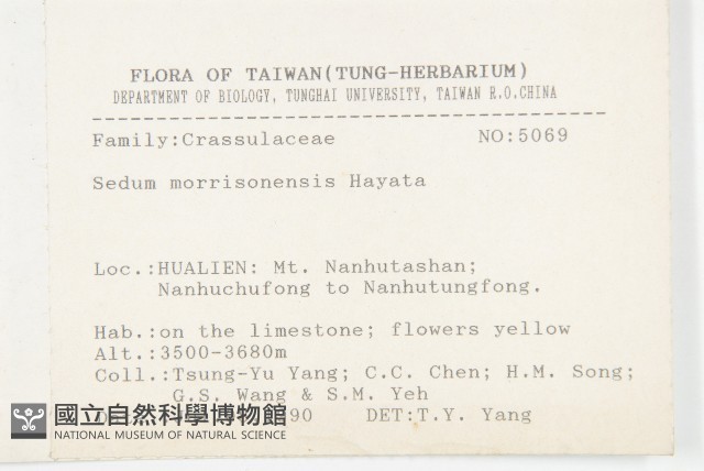 玉山佛甲草藏品圖，第2張