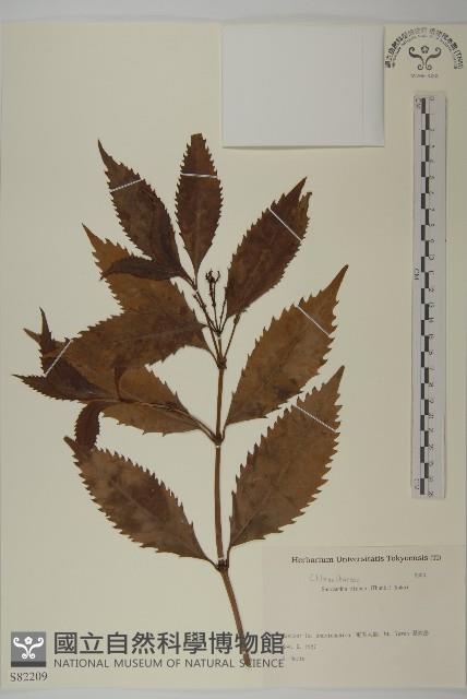 草珊瑚、紅果金粟蘭藏品圖，第1張