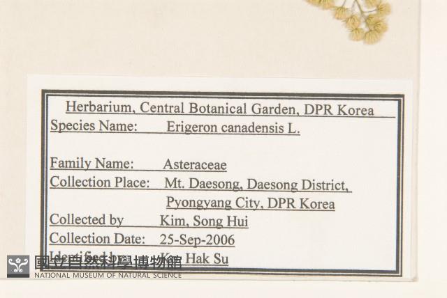 加拿大蓬藏品圖，第2張