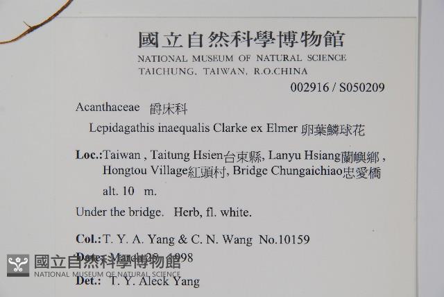 卵葉鱗球花藏品圖，第2張