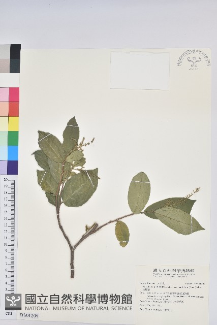 茅毛珍珠菜藏品圖，第1張