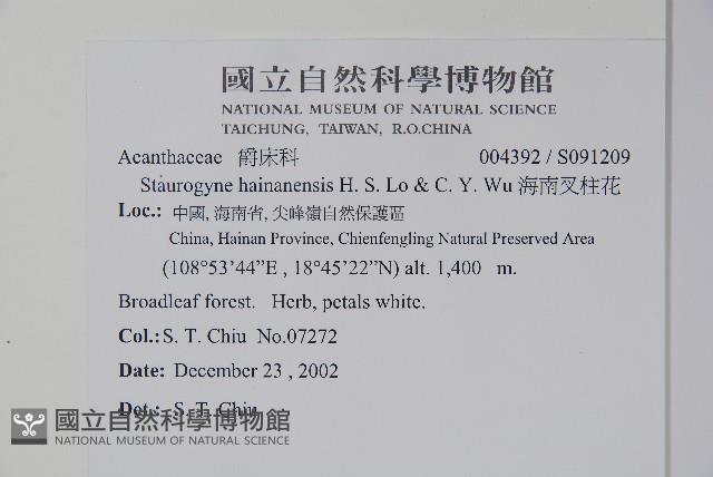 海南叉柱花藏品圖，第2張