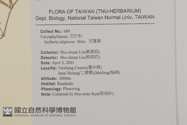 雀舌草藏品圖，第2張