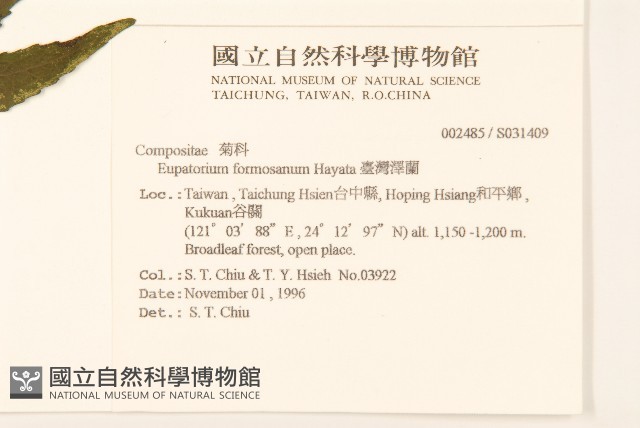 臺灣澤蘭藏品圖，第2張
