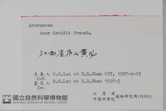 青榨槭藏品圖，第2張