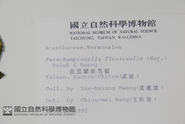 曲莖馬藍藏品圖，第2張