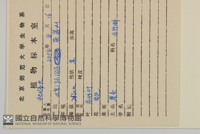 石竹、洛陽花、剪絨花藏品圖，第2張