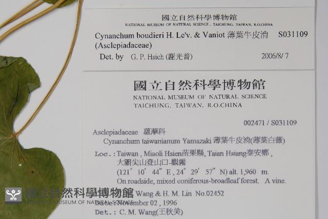 薄葉牛皮消藏品圖，第2張