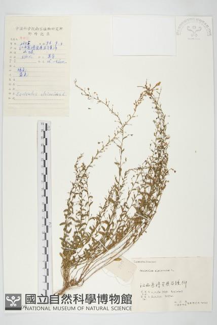 土丁桂藏品圖，第1張