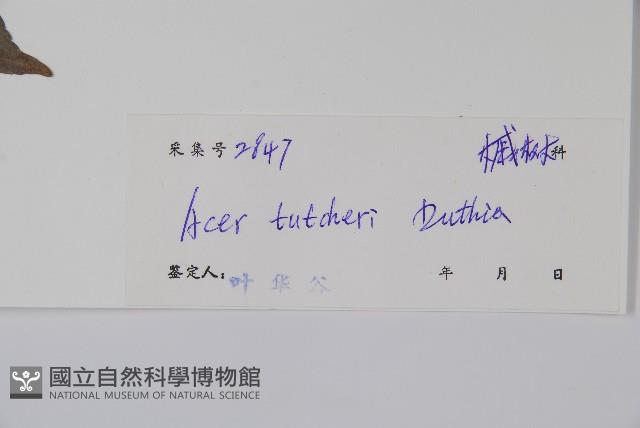 嶺南槭藏品圖，第2張