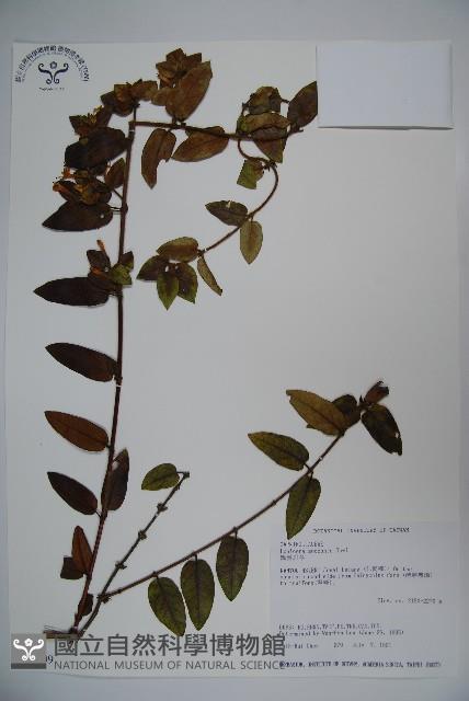 無梗忍冬藏品圖，第1張