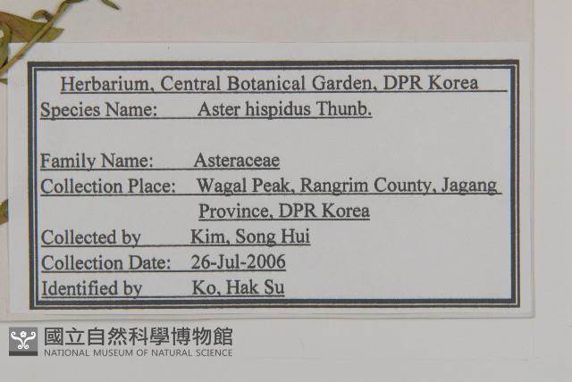 狗娃花藏品圖，第2張
