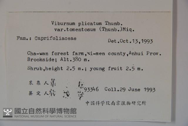 蝴蝶莢迷藏品圖，第2張