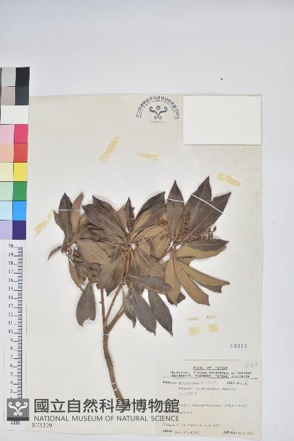 臺灣馬醉木藏品圖，第1張