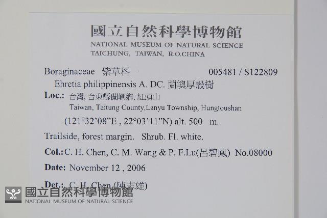 蘭嶼厚殼樹藏品圖，第2張