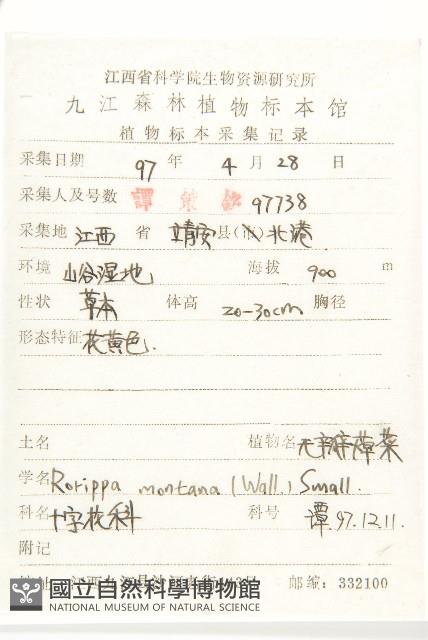 無瓣蔊菜藏品圖，第2張