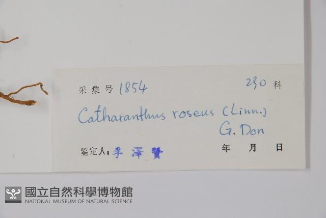 長春花藏品圖，第2張