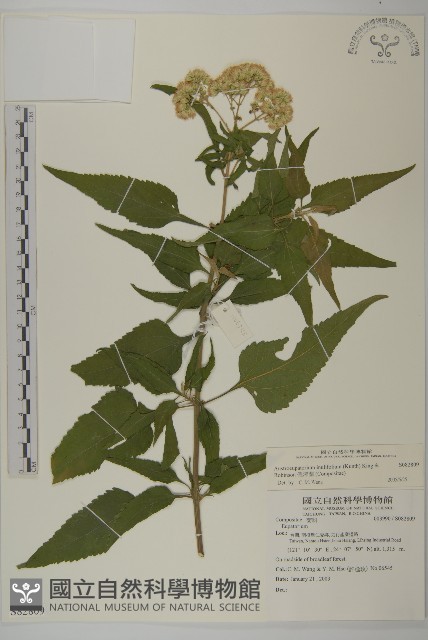 假澤蘭藏品圖，第1張