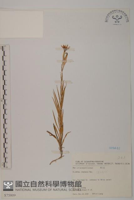 玉山石竹藏品圖，第1張