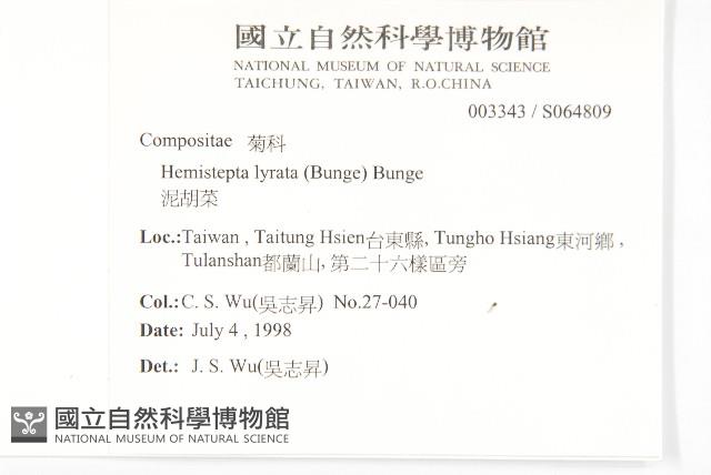 泥胡菜藏品圖，第2張