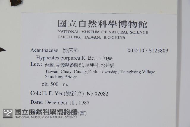 六角英, 槍刀菜藏品圖，第2張