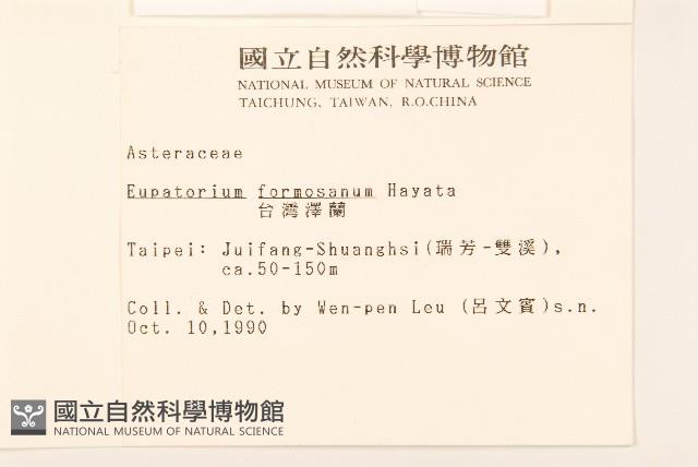 臺灣澤蘭藏品圖，第2張