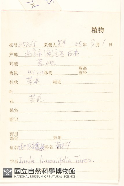 線葉旋覆花藏品圖，第2張