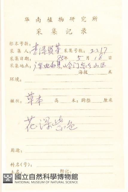 光梗闊苞菊藏品圖，第2張