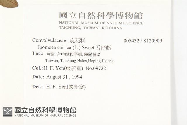 番仔藤藏品圖，第2張