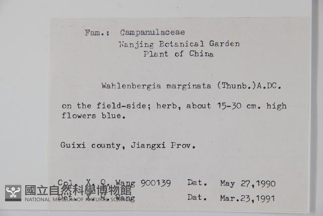 細葉蘭花參藏品圖，第2張