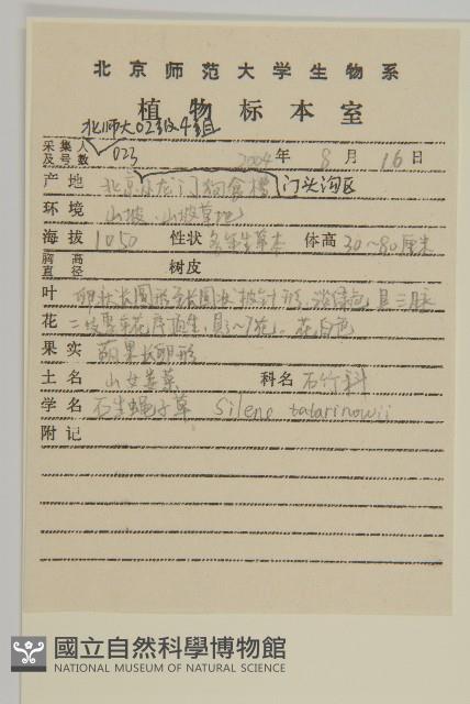 石生蠅子草、山女婁菜藏品圖，第2張