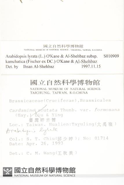 玉山筷子芥藏品圖，第2張