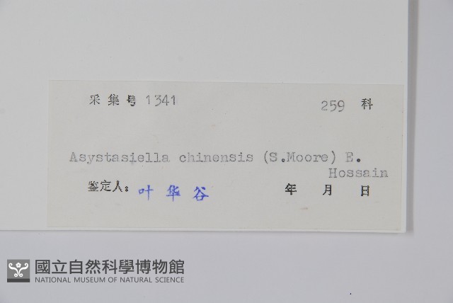 擬馬偕花、白接骨藏品圖，第2張