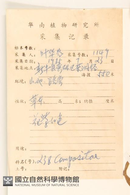 白頂飛蓬藏品圖，第2張