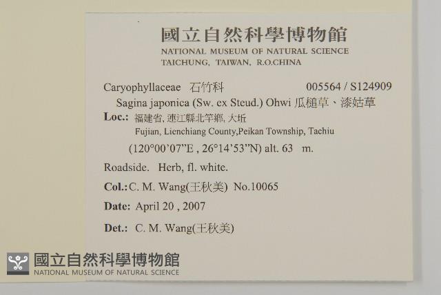 瓜槌草、漆姑草藏品圖，第2張