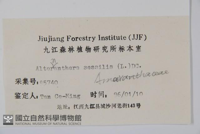 蓮子草藏品圖，第2張