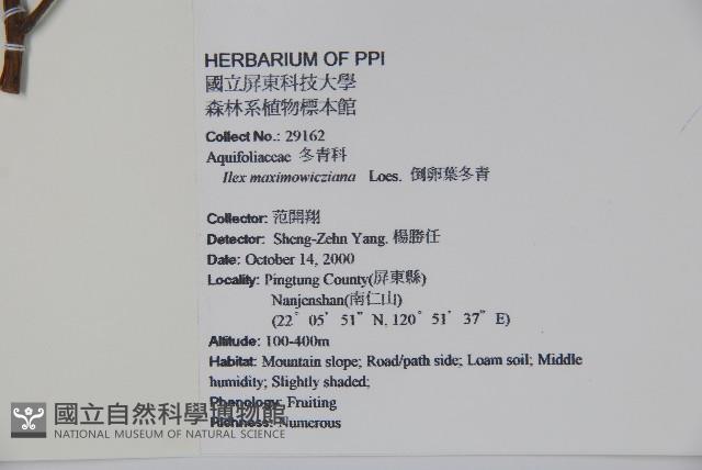 倒卵葉冬青、金平氏冬青藏品圖，第2張