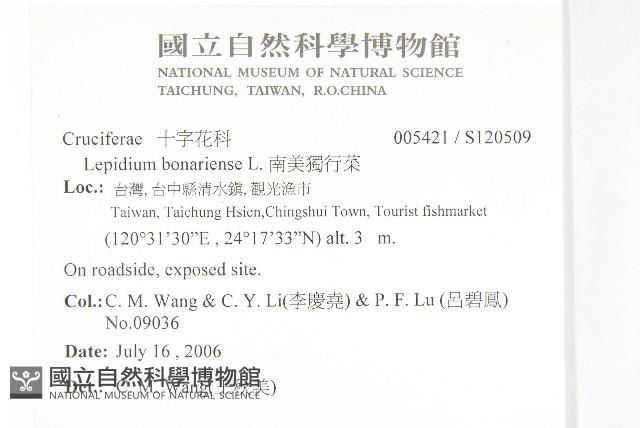 南美獨行菜藏品圖，第2張