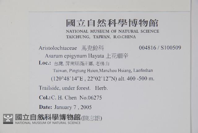 上花細辛藏品圖，第2張