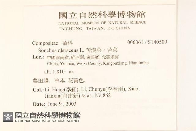 苦滇菜、苦菜藏品圖，第2張