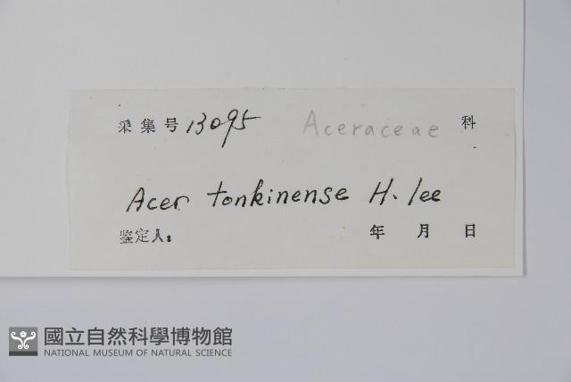 粗柄槭藏品圖，第2張