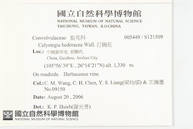 打碗花藏品圖，第2張