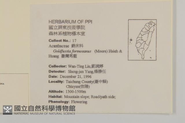 玉山木薑子藏品圖，第2張